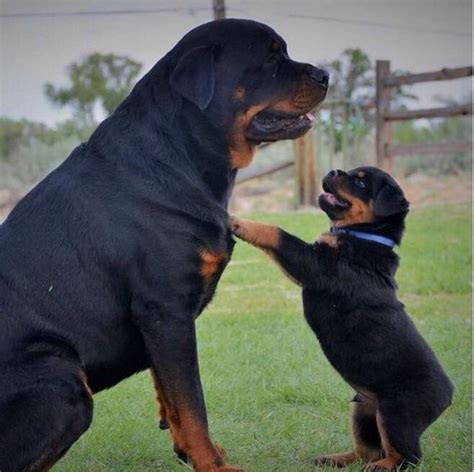 Large Rottweiler Breeders