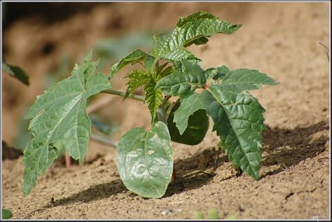 Ricinus communis - קיקיון מצוי | Castor oil plant | Eran Finkle | Flickr