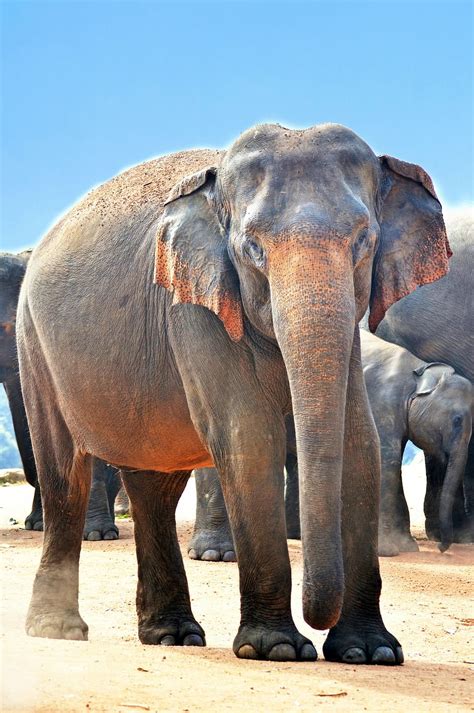 macro shot, gray, elephants, indian elephant, elephant, jumbo ...