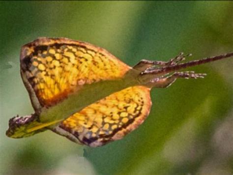 Lézard volant, Draco dussumieri Reptiles Et Amphibiens, Cute Reptiles, Mammals, Rabbit Cages ...