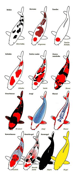 Koi Fish Sales – Splendor Koi