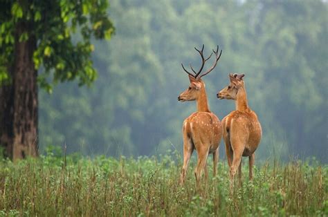 The Complete Story of Wildlife and Tiger Conservation Efforts in Madhya Pradesh