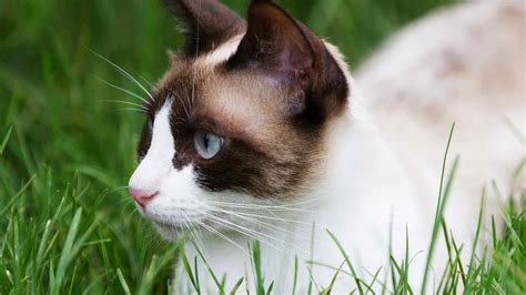 Snowshoe Cat Breed Information Center - A Complete Guide