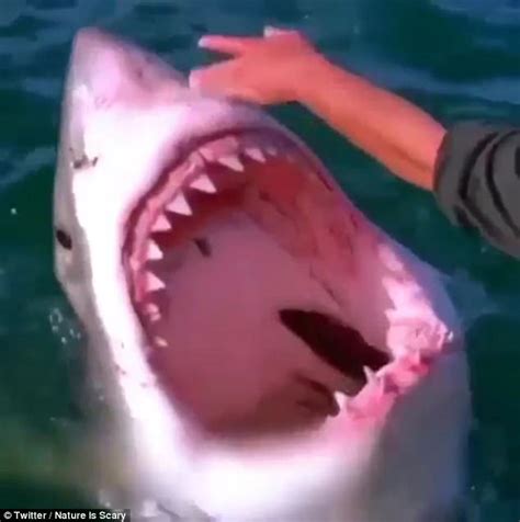 Sailor strokes shark and it brandishes rows of sharp teeth | Daily Mail ...