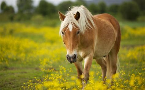 Spring Horse Wallpapers - Top Free Spring Horse Backgrounds - WallpaperAccess