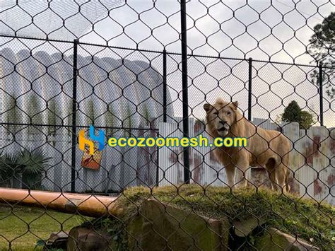 Zoo Animal Enclosures for Lion | Zoo Mesh Supplier-Hengyi