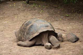 Galapagos giant tortoise | At the Giant Tortoise Breeding Ce… | Flickr