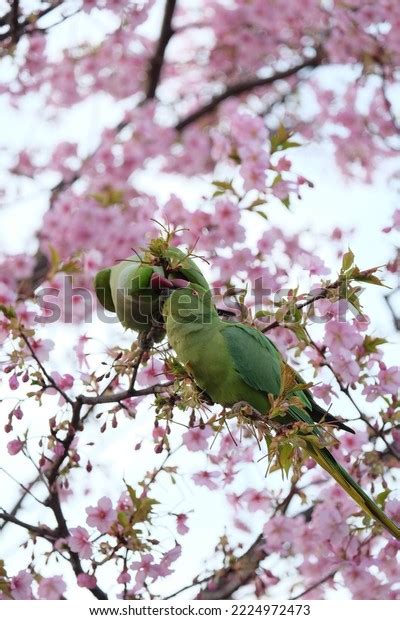 Two Greens Parrots Kissing Among Boken Stock Photo 2224972473 | Shutterstock