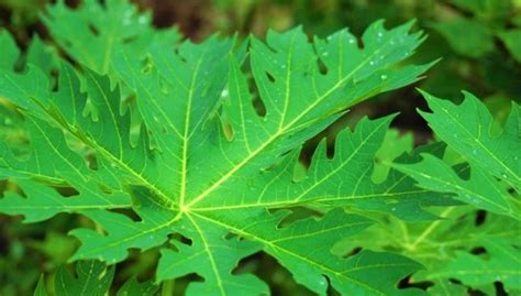 How to get papaya leaf benefits for true health | Healthkuh.Com