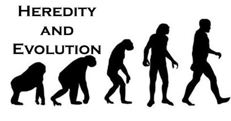 Heredity and Evolution - Class 10th Science Notes