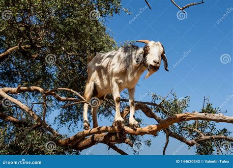 Goat In Argan Argania Spinosa Tree, Morocco Royalty-Free Stock Photo | CartoonDealer.com #144620343