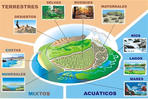 Qu Son Los Ecosistemas Mixtos Tipos De Ecosistemas Mixtos | The Best ...