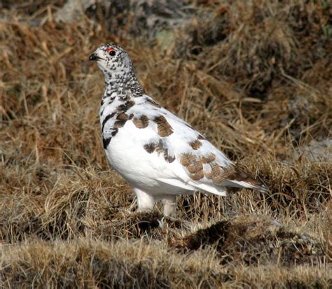 Study: Ptarmigan reproduction in Colorado varies, likely not linked to warming trends