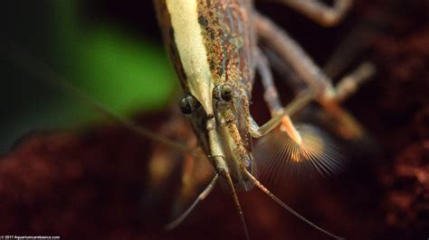 Bamboo Shrimp: Tank Mates, Food, Care, Feeding - Video