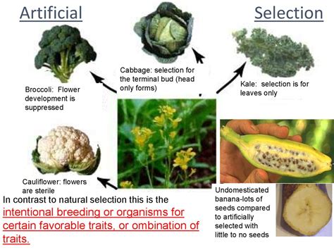 Evolution: Artificial Selection - online presentation