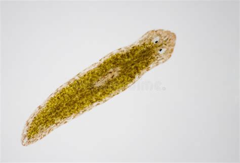 Planarian Parasite Flatworm Under Microscope. Stock Photo - Image of pharynx, nerves: 236995580