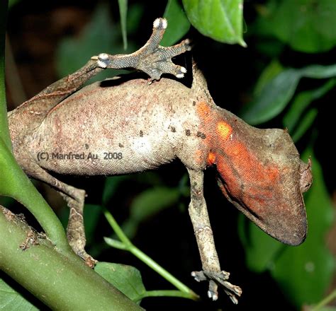 dactylus.de - Gattung Uroplatus