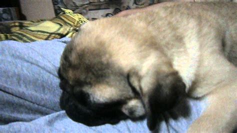 Baby Pug Snoring - YouTube