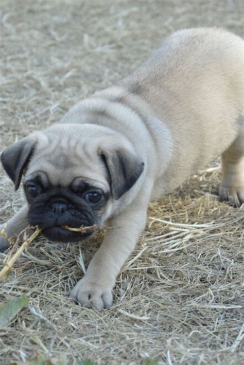 Cute #pug puppy playing outdoors | Pugs funny, Pug puppies, Pugs