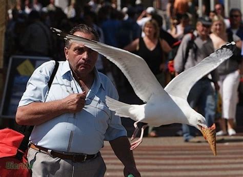 Funny Animals: Funny Seagull Pictures