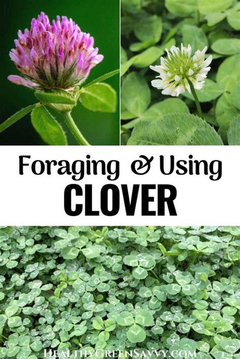 Edible Clover: Identification, Cautions + 10 Best Uses