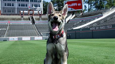 NC State athletics: Tuffy III new Wolfpack live mascot | Raleigh News & Observer