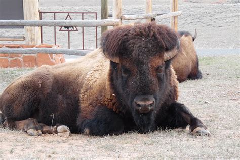 Wyoming State Parks selling 10 bison from state herd | Powell Tribune