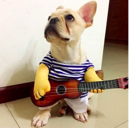 8 Dog Training Tips for Your Guitar Class - Moosiko