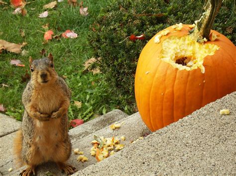 Keep squirrels from eating your pumpkins this Halloween | Squirrel ...