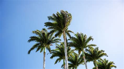 Palm Trees Green Leaves Branches Wind Tropics Blue Sky Background 4K HD ...