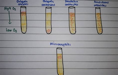 [Solved] An obligate anaerobe would grow at this location in a fluid... | Course Hero