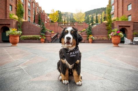 Best Pet-Friendly Hotels - Pet-Friendly Hotels Across the U.S.