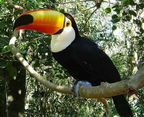 Brazilian Toucan so much healthier in it's natural habitat | Cute ...