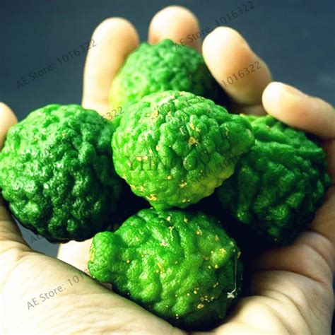 Lime Seeds 50Pcs - Best Seeds Online | Free Shipping Worldwide ...