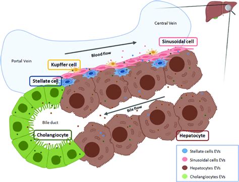 Liver architecture and EVs interactions between different liver cell ...