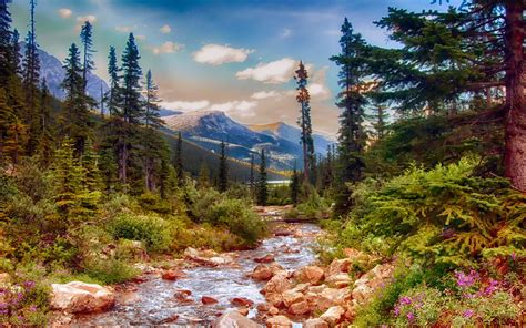 Alaska Landscape Nature Mountain Stream Pine Trees Spring Flowers Wallpaper Hd : Wallpapers13.com