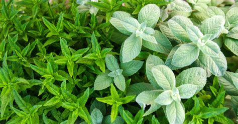 Types of Mint: 20 Mint Varieties to Grow At Home | luv2garden.com