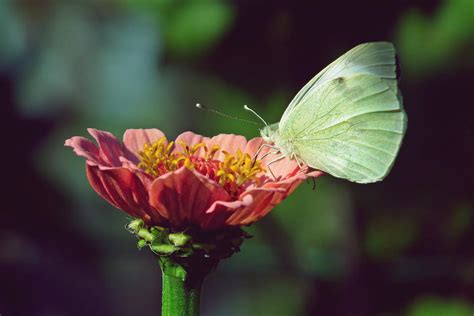 Butterfly Insect Zinnia - Free photo on Pixabay