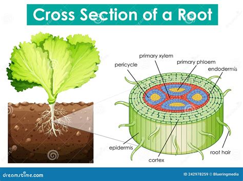 Diagram Showing Cross Section of a Root Stock Vector - Illustration of axis, chlorophyll: 242978259