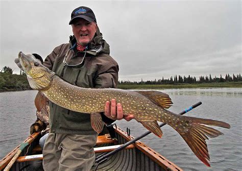 Fish Species in Algoma, Northern Ontario, Canada