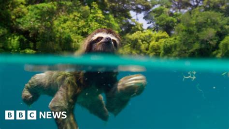 A pygmy three-toed sloth swims between mangroves on the island of ...