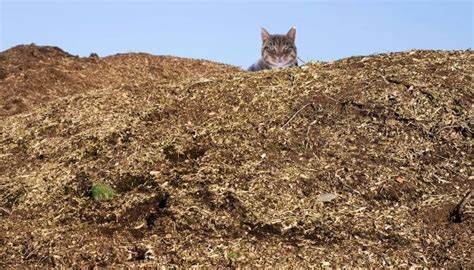 How To Compost Cat Litter In 7 Easy Steps - Tuxedo Cat