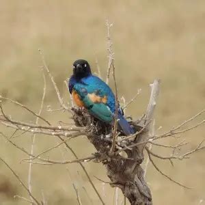 Superb starling - Facts, Diet, Habitat & Pictures on Animalia.bio