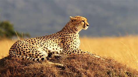 Cheetah Ultra HD Wallpapers - Top Free Cheetah Ultra HD Backgrounds ...