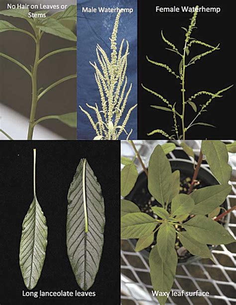 Pigweed, Palmer amaranth identification tips for growers - Country Folks Grower