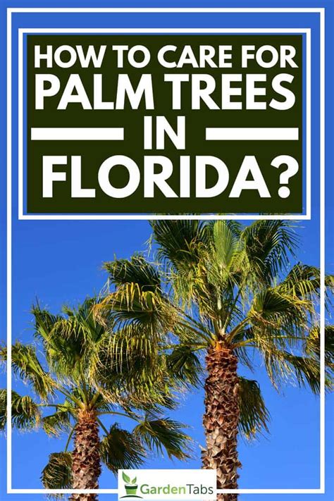 How To Care For Palm Trees In Florida?