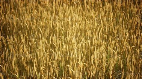 Ripe yellow rye field under beautiful summer sunset sky with clouds 5852837 Stock Photo at Vecteezy