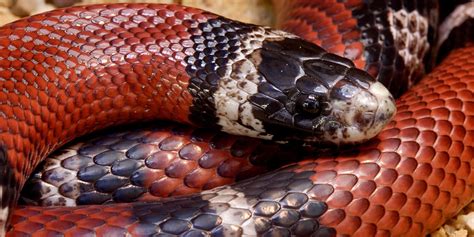 Sinaloan milksnake | Smithsonian's National Zoo and Conservation ...