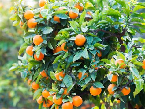 8 Different Dwarf Citrus Trees You Can Grow at Home