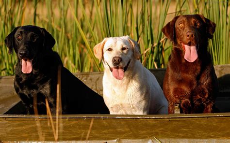 🔥 Free download Labrador Retriever Computer Wallpapers Desktop [1920x1200] for your Desktop ...